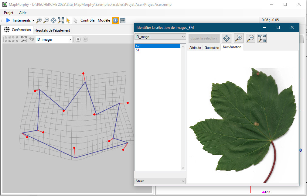 exemple morphométrie (feuilles d'érable) Acer